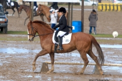 Dressage!